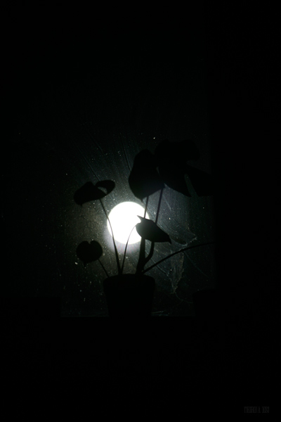 231 :: Moonflower